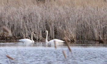 Trumpeter Swans spotted