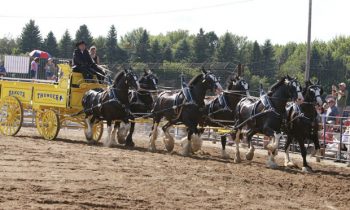 12th Annual Murray County Draft Horse Classic held