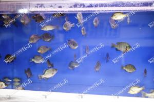 Candid (S) (9 of 31)