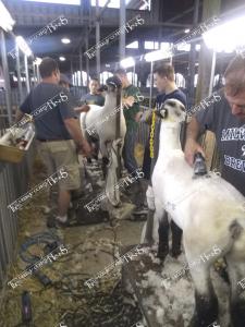 Herrig.Fitting Sheep