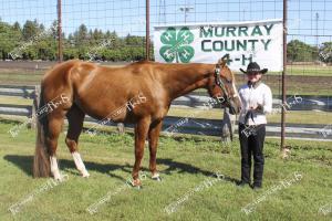 Horse competitors (11 of 24)