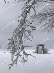 Ice.Storm.57387393 10156402536992842 3373441866044276736 o