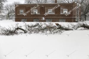 Ice.Storm.downed tree.st.pauls