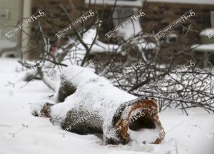 Ice.Storm.downed tree1