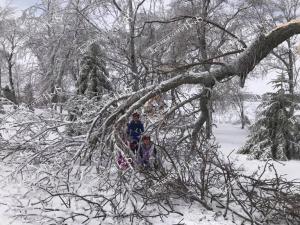 Ice.Storm.iced branches