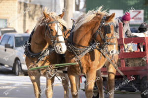 Santa - Currie (19 of 27)