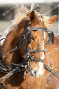 Santa - Currie (21 of 27)