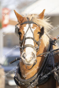 Santa - Currie (22 of 27)