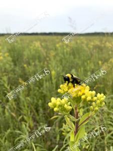 bees.BumbleBeeinPrairie