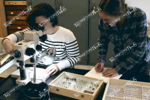 bees.KileyFriedrich ChristinaHerron-Sweet BeeLab