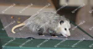 environmental.mn connections