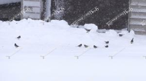 snow.birds