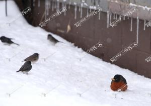 snow.robin2